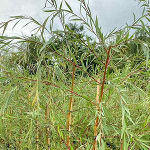 Salix x sepulcralis ‘Chrysocoma’ Tree (Golden Weeping Willow) (12-Litre Pot) image 0