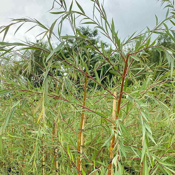 Salix x sepulcralis ‘Chrysocoma’ Tree (Golden Weeping Willow) (12-Litre Pot) image 0