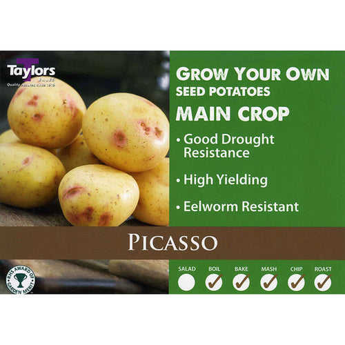 Picasso Main Crop Seed Potatoes image 0