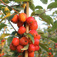 Malus ‘John Downie’ Tree (Crab Apple) (12-Litre Pot) image 0