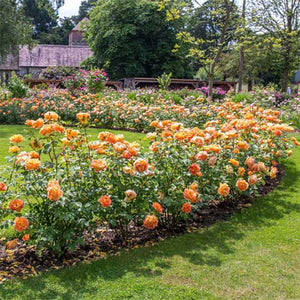 David Austin Lady of Shalott® English Shrub Rose (6-Litre Pot) image 2