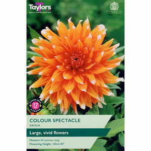 Dahlia ‘Color Spectacle’ with Orange Flowers (1 Tuber) image 0
