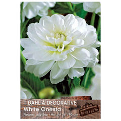 Dahlia Decorative 'White Onesta' (1 tuber) image 0
