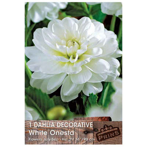Dahlia Decorative 'White Onesta' (1 tuber) image 0