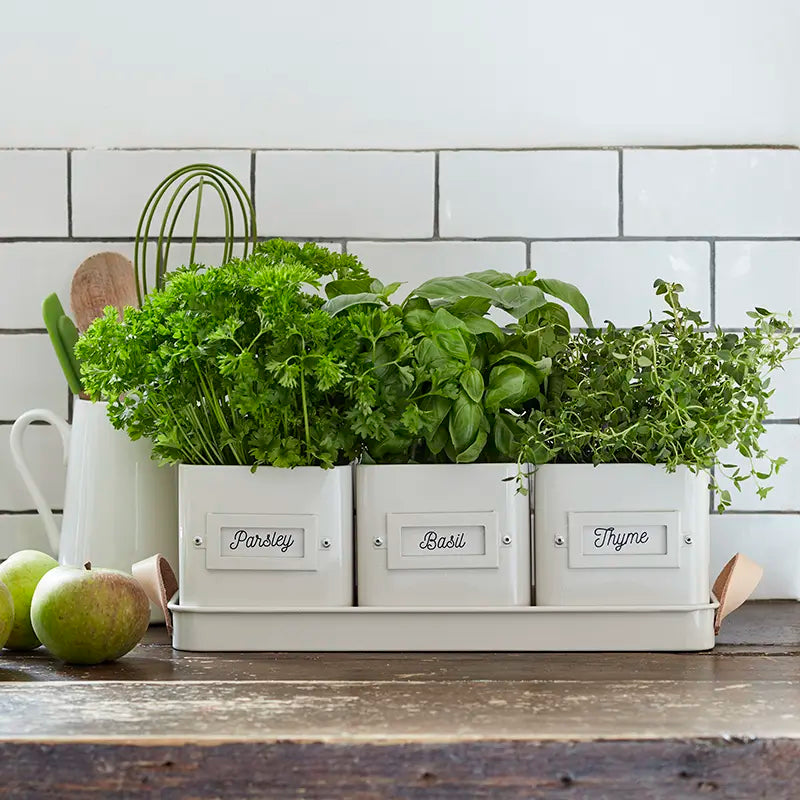 Burgon & Ball 3 Herb Pots in a Leather Handled Tray image 0