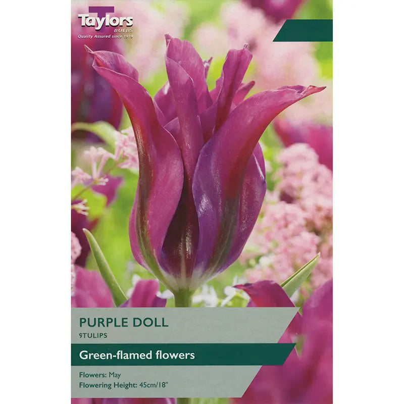 Tulip 'Purple Doll' (7 bulbs) image 0