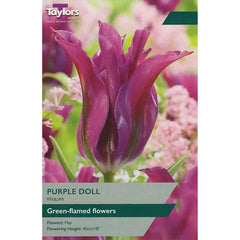 Tulip 'Purple Doll' (7 bulbs) image 0