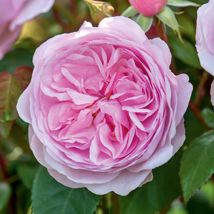 David Austin Olivia Rose Austin® English Shrub Rose (6-Litre Pot) image 2