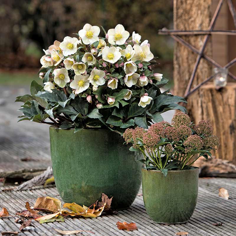 Helleborus ‘HGC Shooting Star’ Snow Rose (2-Litre Pot) image 0