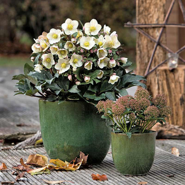 Helleborus ‘HGC Shooting Star’ Snow Rose (2-Litre Pot) image 0