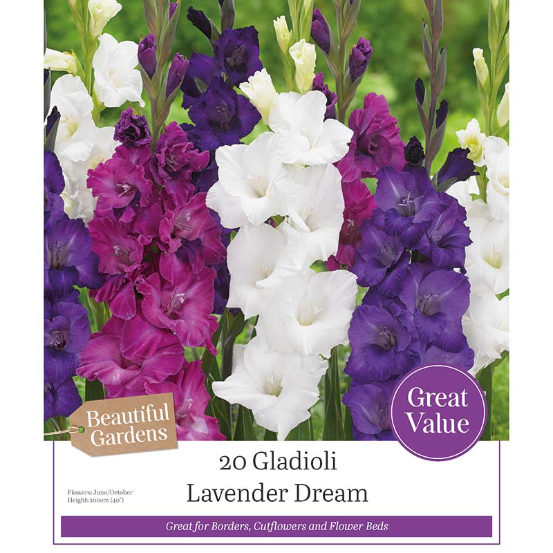 Gladioli ‘Lavender Dream’ (20 Bulbs) image 0