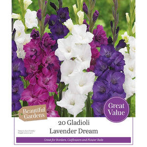 Gladioli ‘Lavender Dream’ (20 Bulbs) image 0