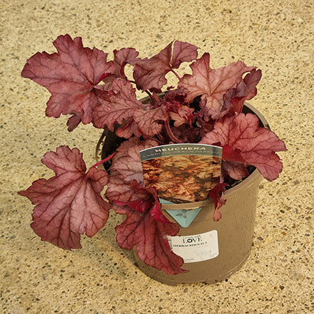 Heuchera ‘Carnival Peach Parfait’ (2-Litre Pot) image 0