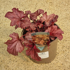 Heuchera ‘Carnival Peach Parfait’ (2-Litre Pot) image 0