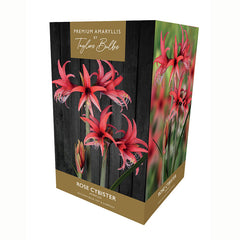 Amaryllis ‘Rose Cybister’ (Premium Indoor Growing Kit Gift Pack) image 0