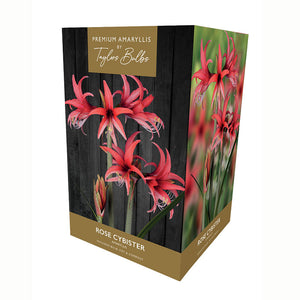 Amaryllis ‘Rose Cybister’ (Premium Indoor Growing Kit Gift Pack) image 0