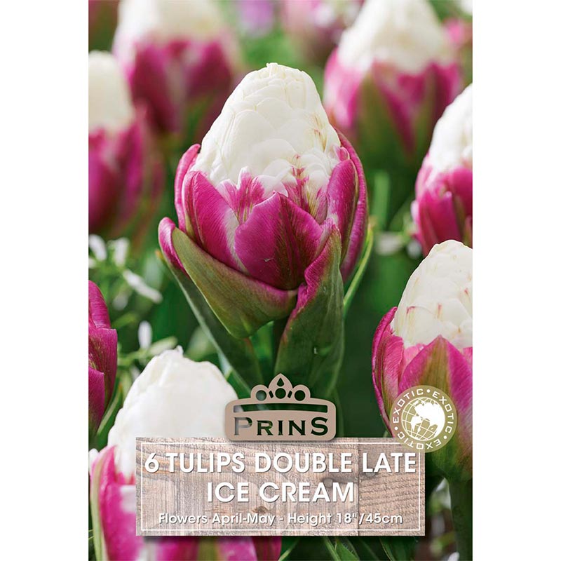Tulip Double Late ‘Ice Cream’ (6 bulbs) image 0