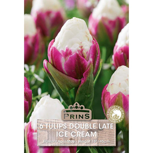 Tulip Double Late ‘Ice Cream’ (6 bulbs) image 0