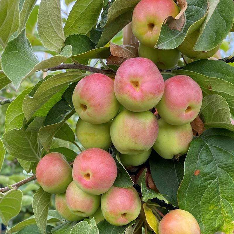 Malus ‘Butterball’ Tree (Crab Apple) (12-Litre Pot) image 0