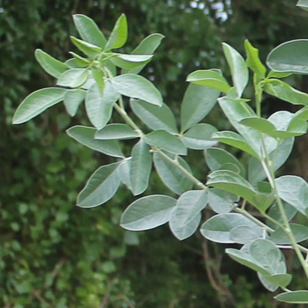 Cytisus battandieri Tree 'Pineapple Broom' (12-Litre Pot) image 1
