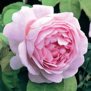 David Austin Constance Spry (Ausfirst) English Climbing Rose (6-Litre Pot) image 0