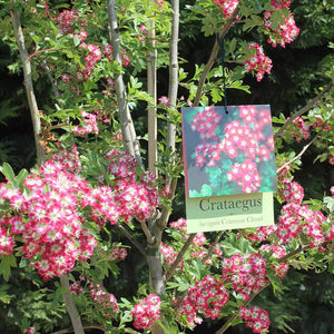 Crataegus laevigata 'Crimson Cloud' Tree (Hawthorn) (12-Litre Pot) image 1