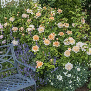 David Austin The Lady Gardener® English Shrub Rose (6-Litre Pot) image 1