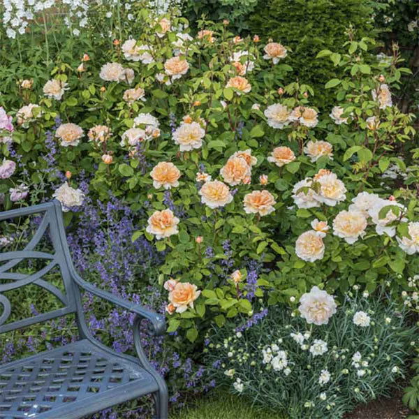 David Austin The Lady Gardener® English Shrub Rose (6-Litre Pot) image 1