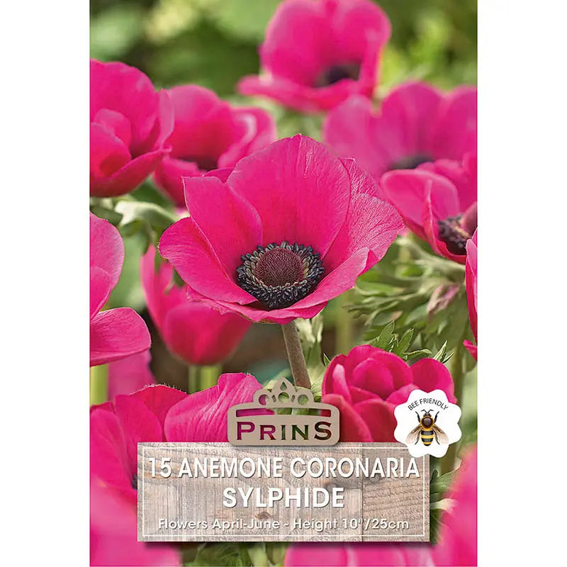 Anemone coronaria 'Sylphide' (15 bulbs) image 0
