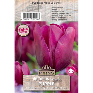 Tulips Triumph ‘Purple’ (40 Bulbs) image 0