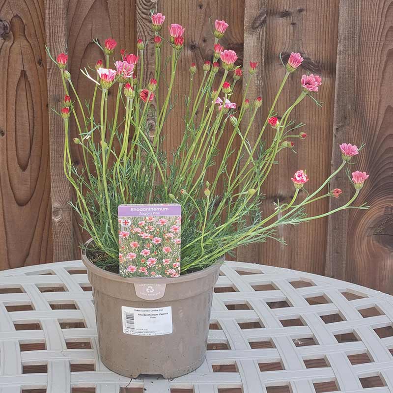 Rhodanthemum ‘Zagora Pink’ (3-Litre Pot) image 0