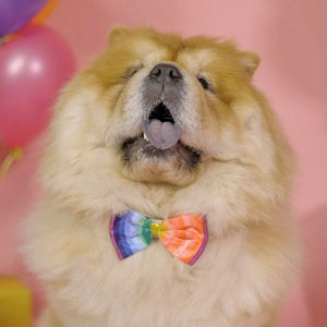 House of Paws Rainbow Bow Tie image 2