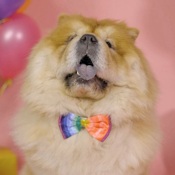 House of Paws Rainbow Bow Tie image 2