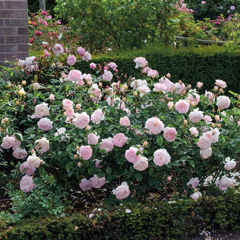 David Austin Gentle Hermione® English Shrub Rose (6-Litre Pot) image 0