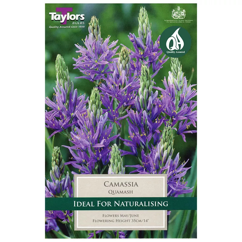 Camassia quamash (15 bulbs) image 0