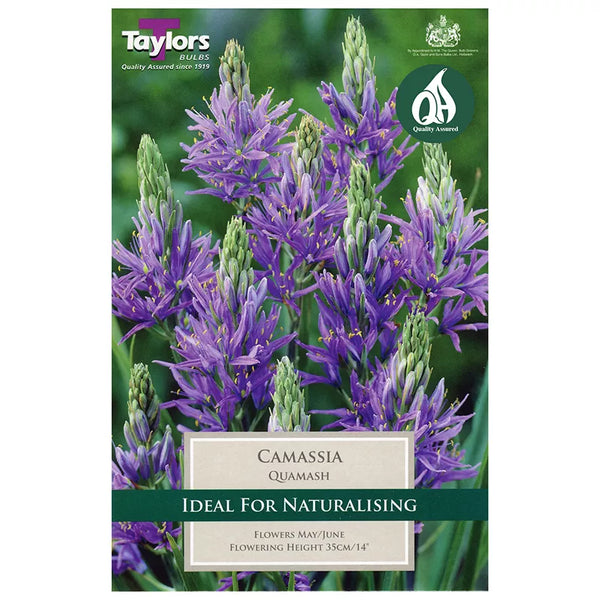 Camassia quamash (15 bulbs) image 0