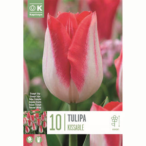 Tulip ‘Kissable’ (10 Bulbs) image 0
