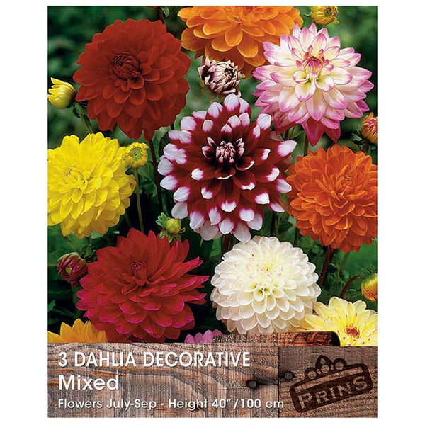 Dahlia 'Decorative Mixed' (3 tubers) image 0