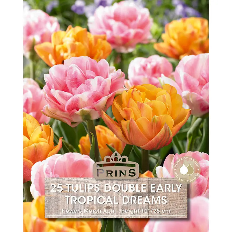 Tulip 'Tropical Dreams' (25 bulbs) image 0