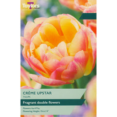 Tulip ‘Crème Upstar’ (6 Bulbs) image 0