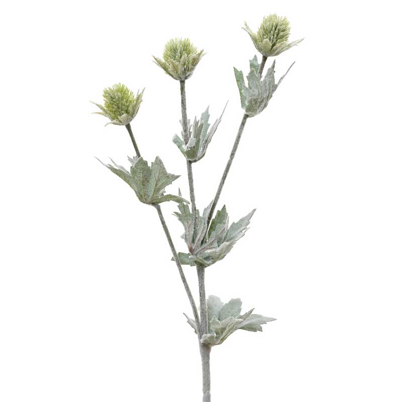 Everlands Frosted Eryngium Spray (67cm) image 0