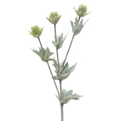 Everlands Frosted Eryngium Spray (67cm) image 0