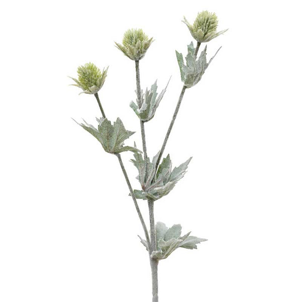 Everlands Frosted Eryngium Spray (67cm) image 0