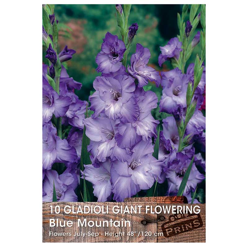 Gladioli Giant Flowering 'Blue Mountain' - 10 bulbs image 0