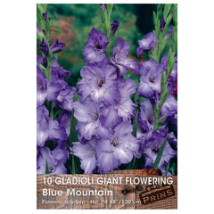 Gladioli Giant Flowering 'Blue Mountain' - 10 bulbs image 0