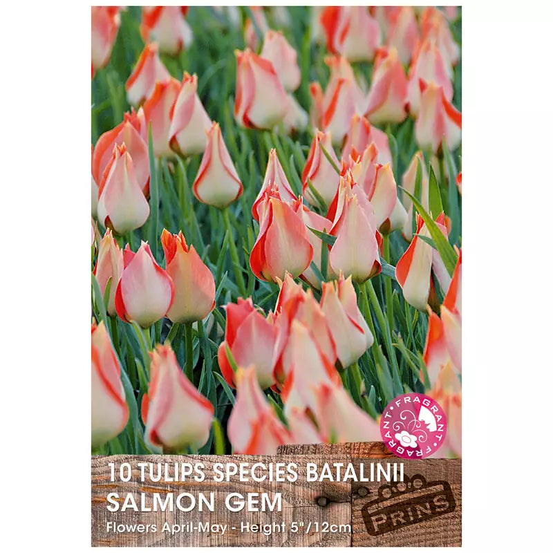 Tulip 'Salmon Gem'  (10 bulbs) image 0