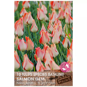 Tulip 'Salmon Gem'  (10 bulbs) image 0