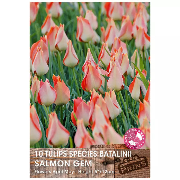 Tulip 'Salmon Gem'  (10 bulbs) image 0