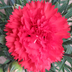 Dianthus 'Orange Bling Bling' image 0