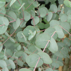 Eucalyptus gunnii ‘Azura’ Tree (Dwarf Cider Gum) (12-Litre Pot) image 0